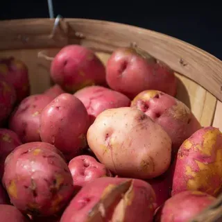 thumbnail for publication: Potato